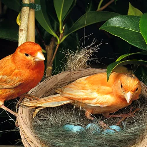 4 Pcs Bird Nest Handmade Woven Flat Base Dove Bird House Breeding Nest Small Animal Cage Accessories for Pigeon Parrot Budgie Parakeet Cockatiel Hamster Gerbil Pig view 4